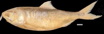 Media type: image; Ichthyology 22212   Aspect: lateral